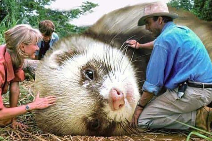 Jurassic Park Dinosaurs Replaced By Ferrets
