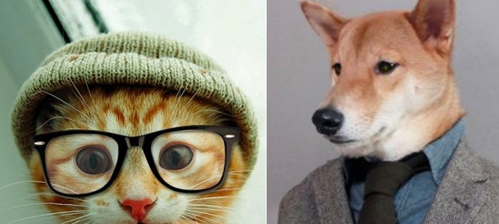 Which Would You Rather - Cat vs Dog