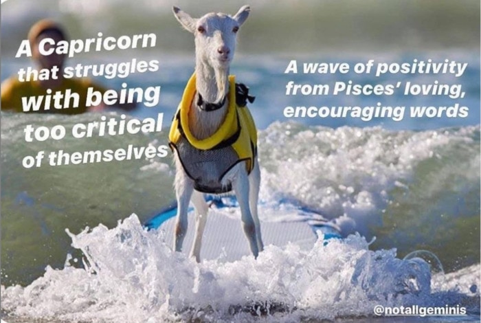 Capricorn Memes - Goat surfing