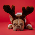 Christmas Captions for Instagram - Dog with Antlers