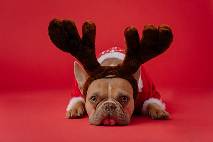 Christmas Captions for Instagram - Dog with Antlers