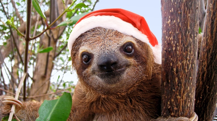 Christmas Jokes - Sloth with Santa Hat
