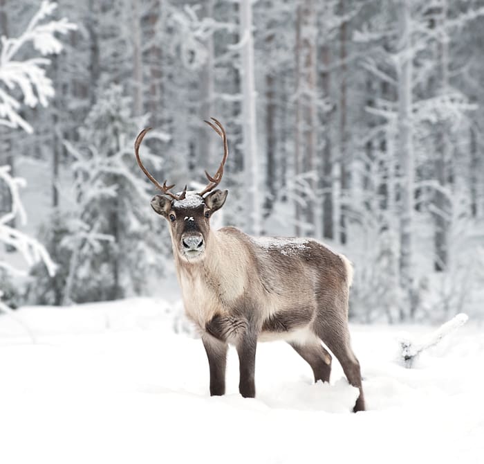Christmas Jokes - Reindeer in Snow