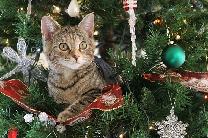 Christmas Jokes - Cat in Tree