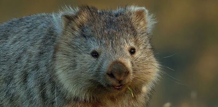 Gifts for nature lovers - WWF Species Adopt a Wombat