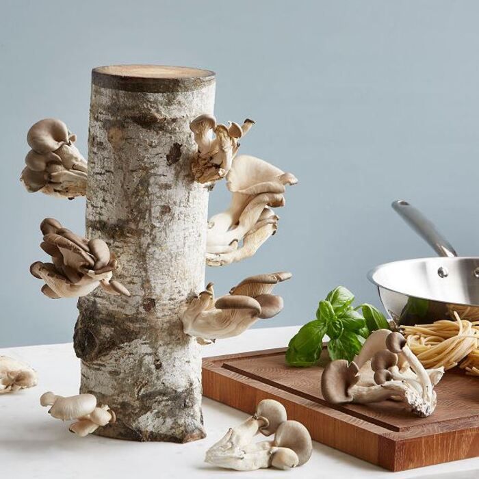 Gifts for nature lovers - Oyster Mushroom Log Kit
