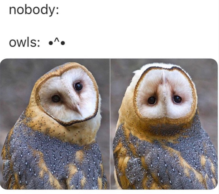 Owl Memes - barn owl