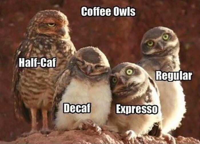Owl Memes - Coffee owls, Half caf decaf, expresso regular.