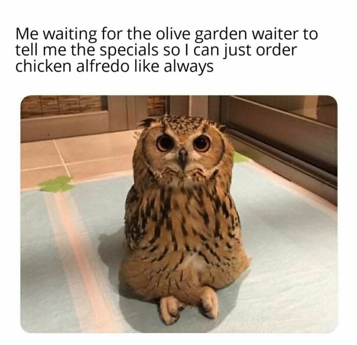 Owl Memes - Me waiting for the olive garden waiter to read me the specials so I can order the Chciken Alfredolike always. Cross legged owl