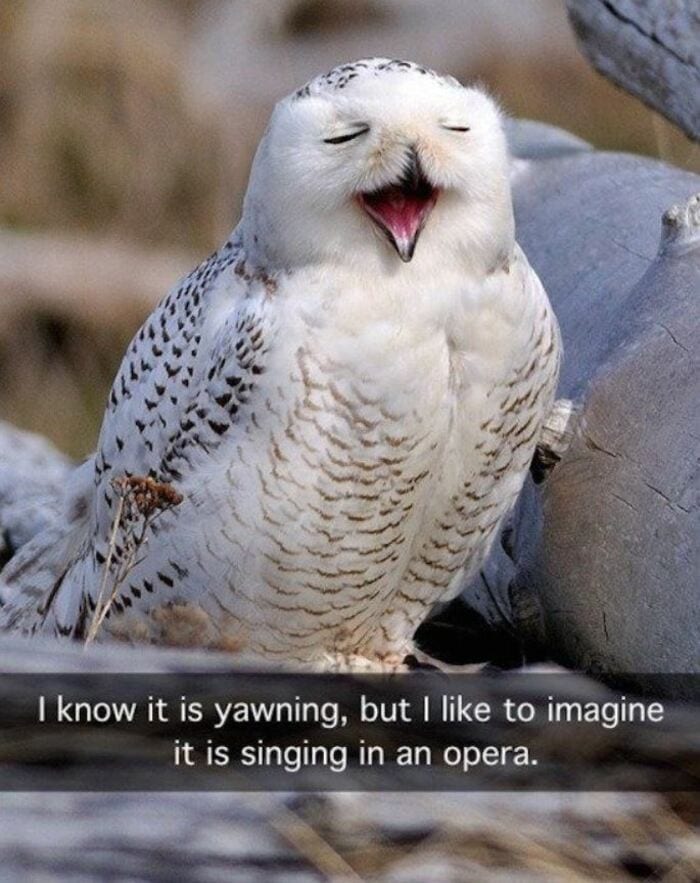 Owl Memes - Yawing owl, I know it's yawning, but I like to imagine it's singing opera.
