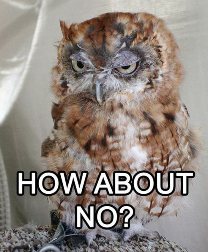 Owl Memes - How about no? Scowling owl