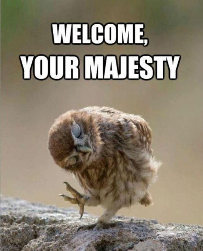 Owl Memes - Welcome, your majesty. Bowing owl