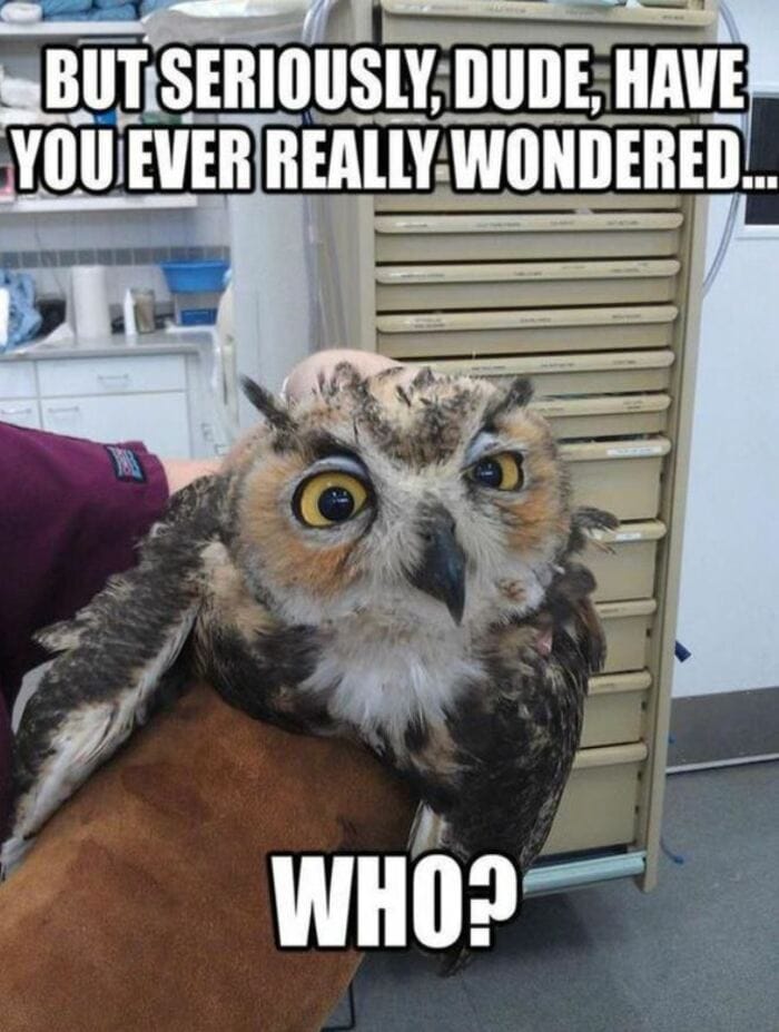 Owl Memes - But seriously, Dude, Have you ever really wondered.. Who?