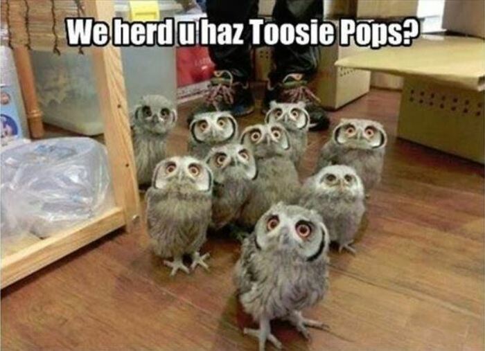 Owl Memes - We herd you haz Toosie Pops? Group of owls