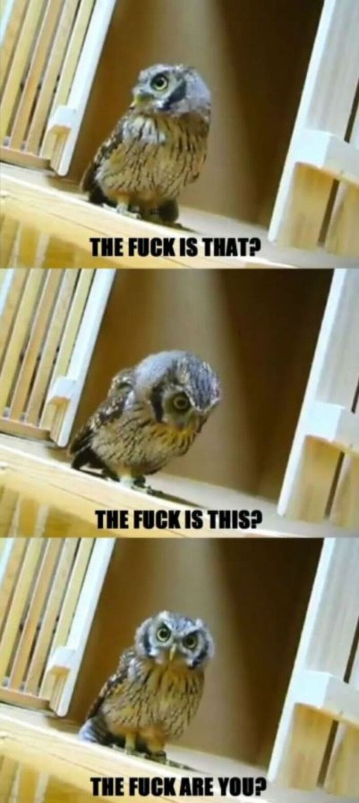 Owl Memes - confused owl