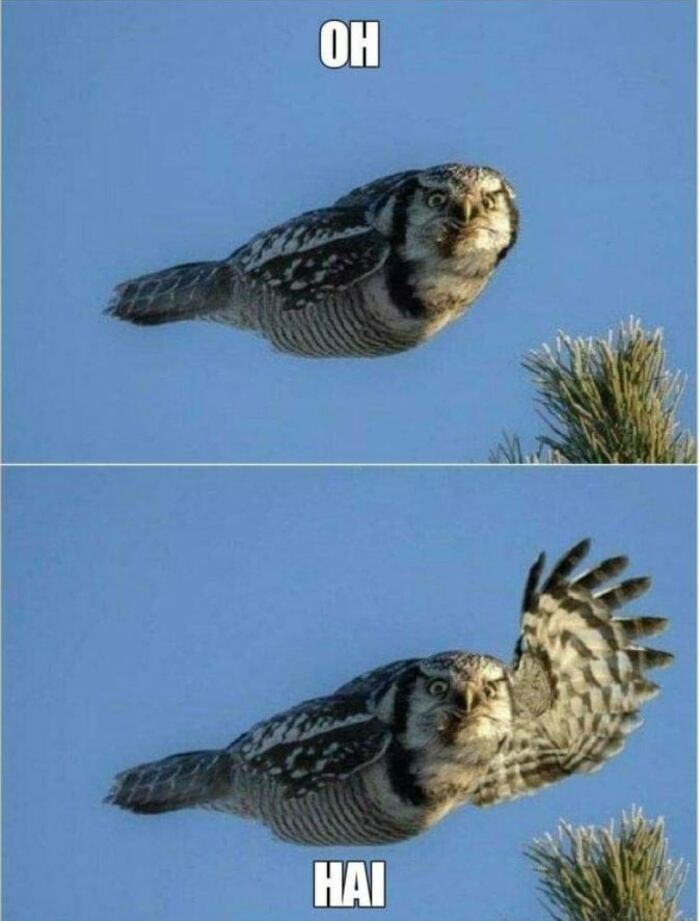 Owl Memes - Flying owl, Oh, Hai