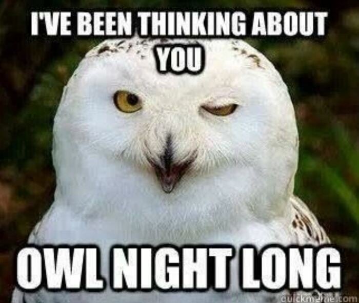 Owl Memes - I've been thinking about you Owl night long