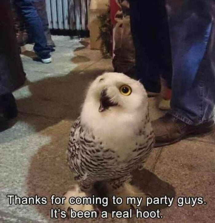 Owl Memes - Thank for coming to my party guys, It's been a real hoot