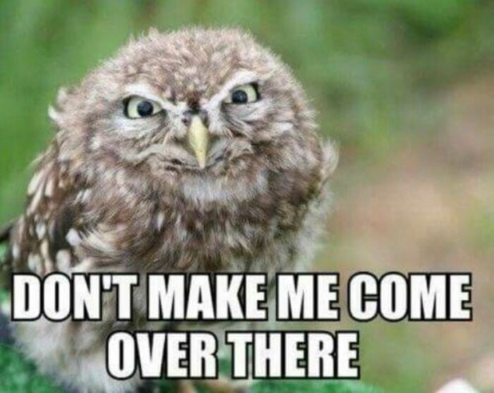 Owl Memes - Don't make me come over there