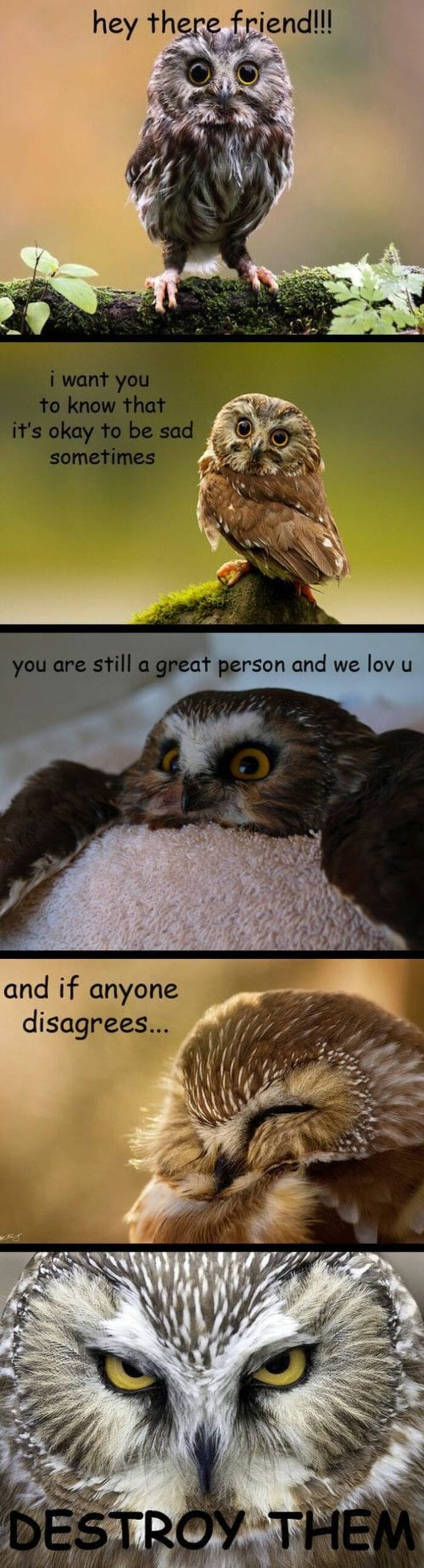 Owl Memes - Hey there friend! I want you to know that it is OK to be sad sometimes, you are still a great person and we love you and if anyone disagrees, destroy them