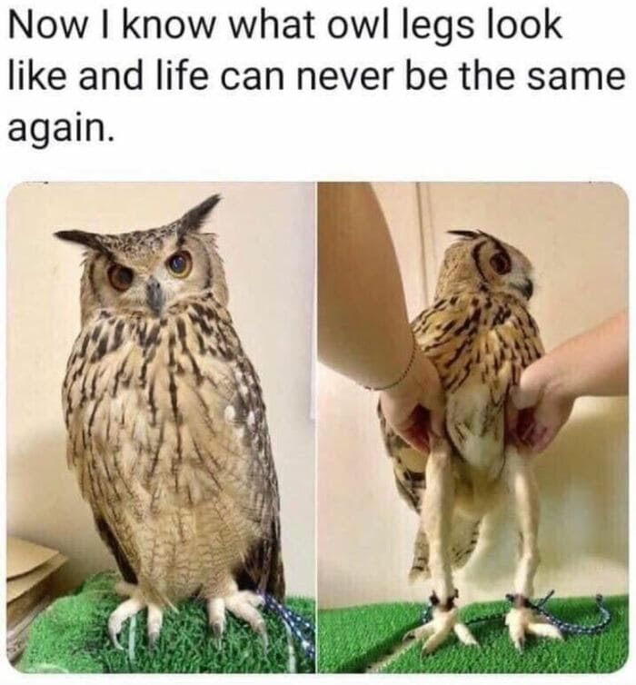 Owl Memes - Now I know what owl legs look like, life can never be the same again. Long legged owl