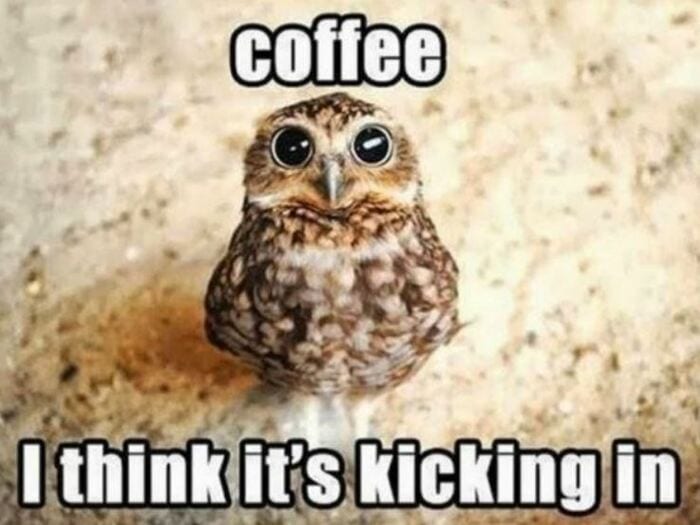 Owl Memes - Coffee, I think it's kicking in. Wide eyed owl