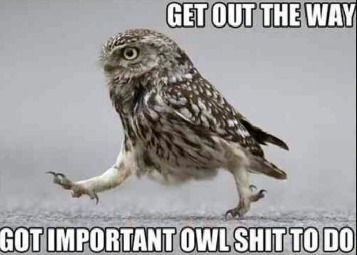 Owl Memes - Marching owl, Get out of the way, Important stuff to do