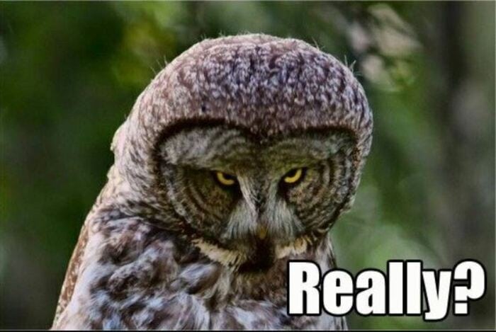 Owl Memes - Scowling owl, Really?
