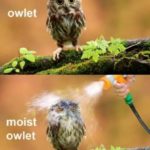 Owl Memes - Owlet, moist owlet. Hose on an owl