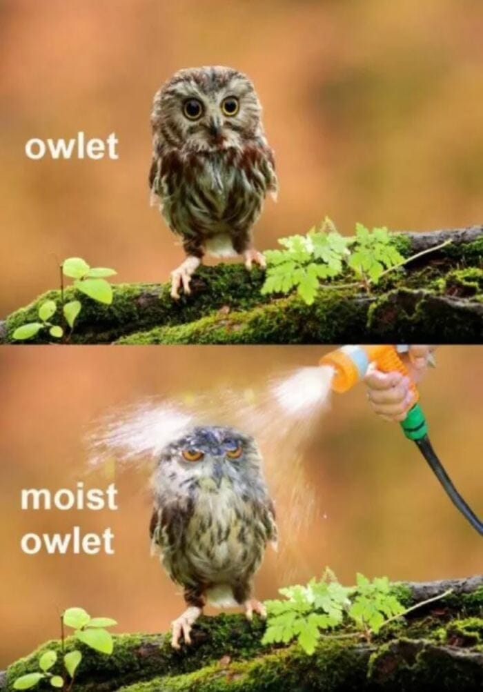 Owl Memes - Owlet, moist owlet. Hose on an owl