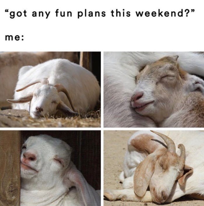 Goat Memes - fun plans goat sleeping