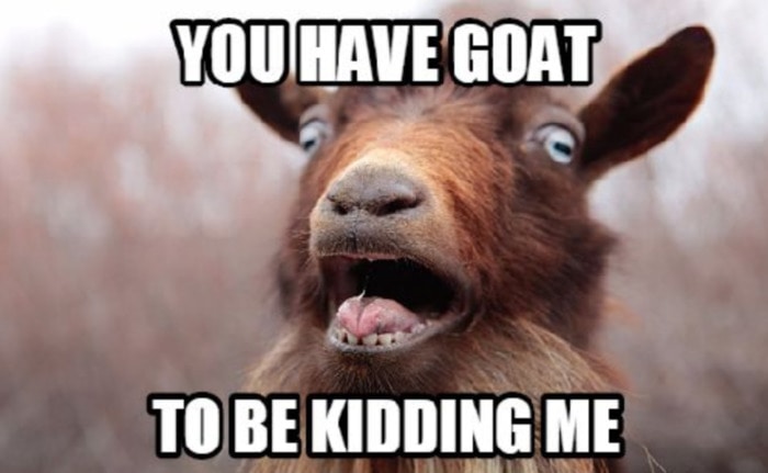 Goat Memes - you have goat to be kidding me