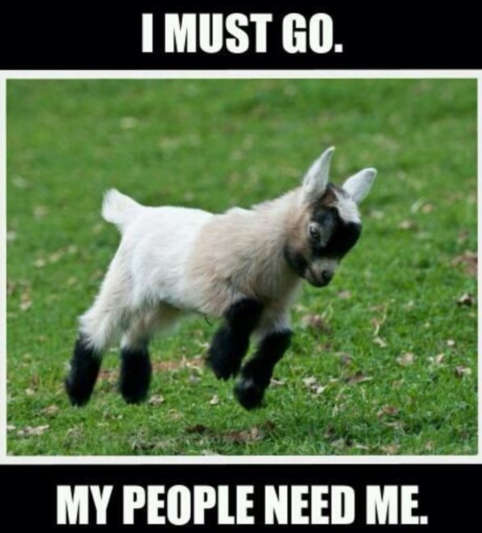 Goat Memes - goat running my people need me