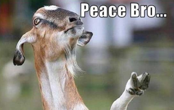 Goat Memes - peace bro hippie goat