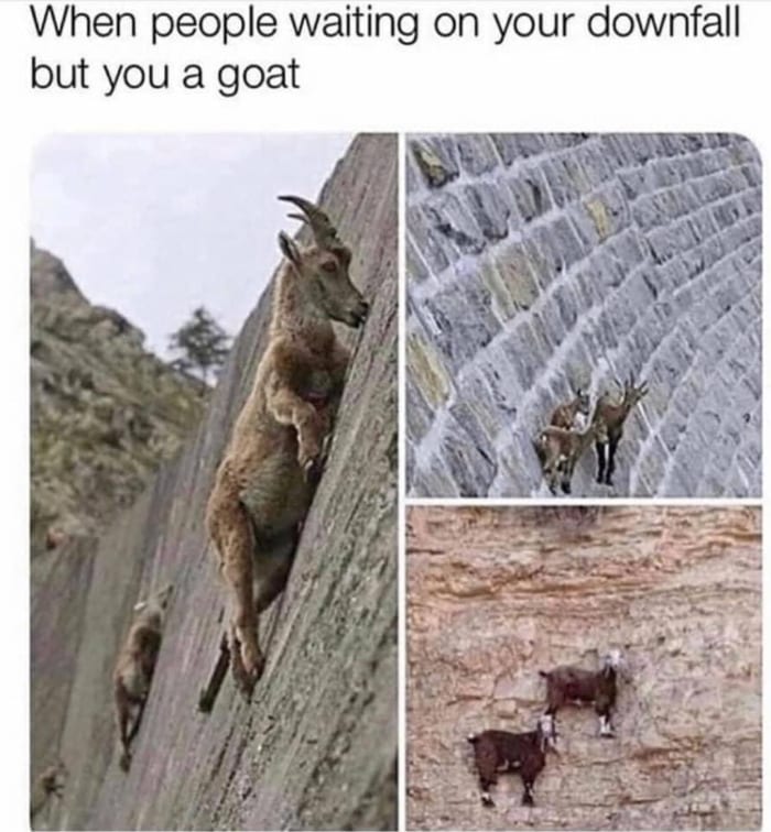 Goat Memes - goats scaling wall