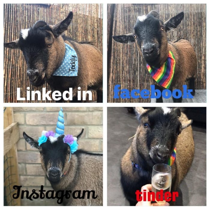 Goat Memes - LinkedIn Facebook Instagram Tinder goat pics