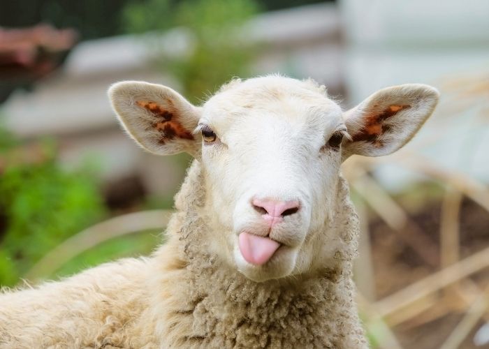 Knock Knock Jokes - sheep with tongue out