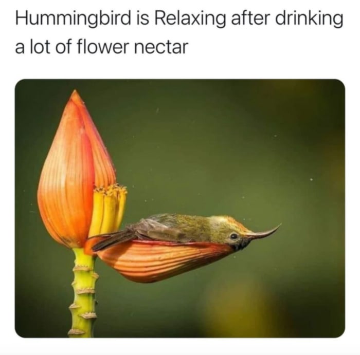 Wholesome Memes - Hummingbird after nectar