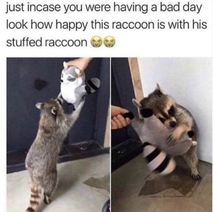 Wholesome Memes - Racoon with stuffed racoon
