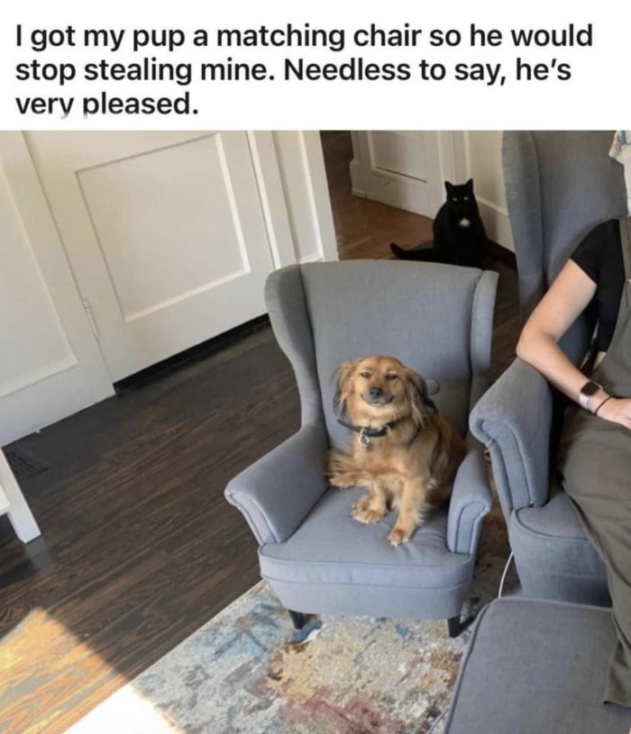 Wholesome Memes - Got my pup a matching chair