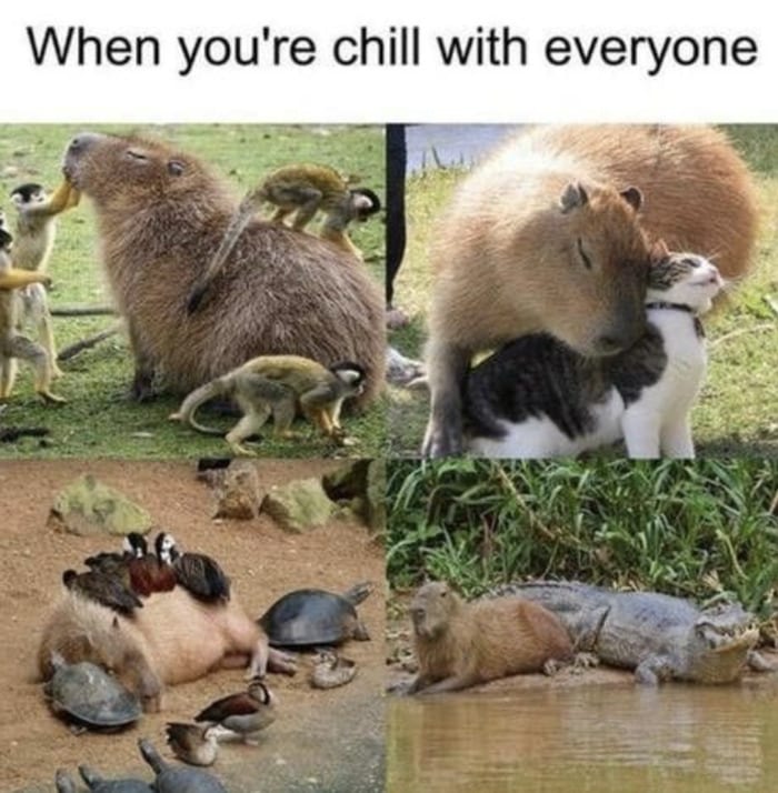 Wholesome Memes - When you're chill with everyone capybara
