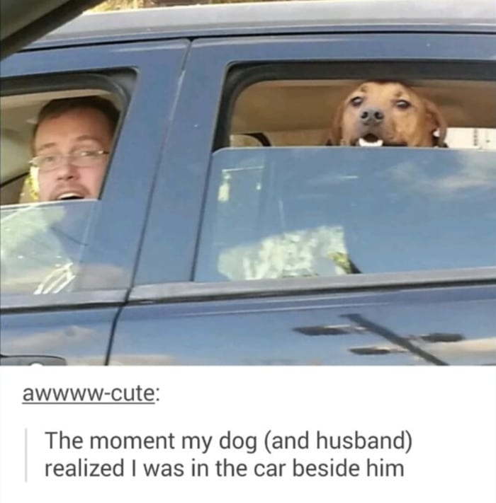 Wholesome Memes - Dog and husband see wife from car