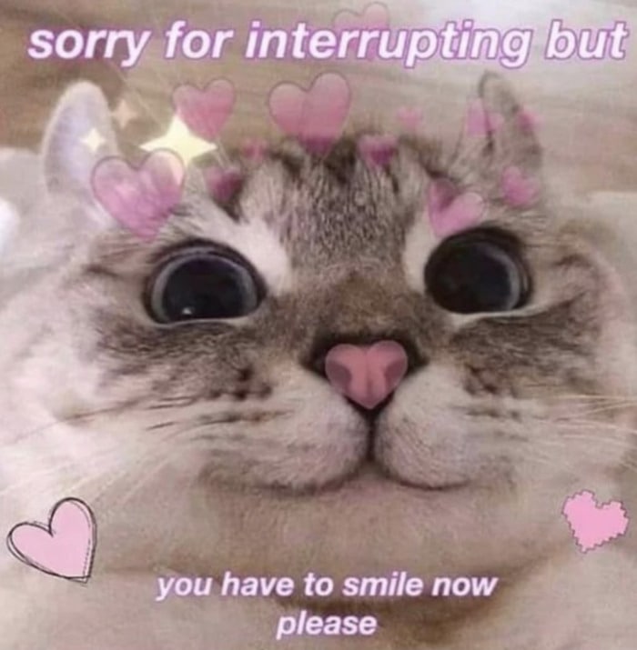 Wholesome Memes - Hearts on cat smiling