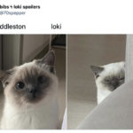 Loki Memes - Tom HIddleston Cat