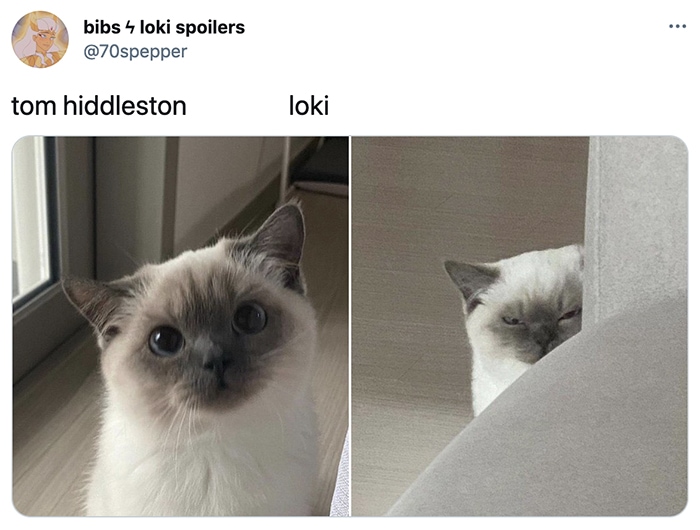Loki Memes - Tom HIddleston Cat