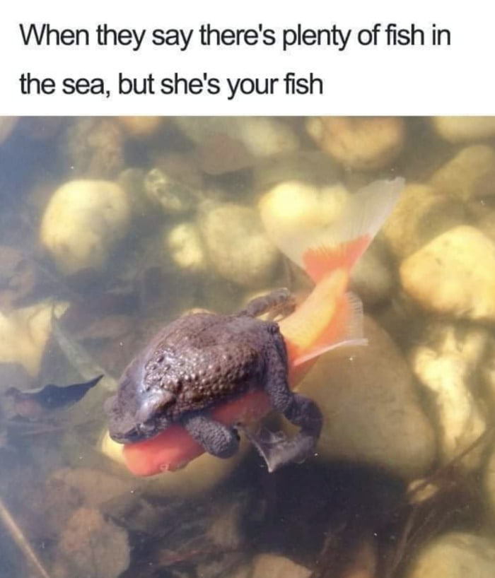 Relationship Memes - plenty of fish in the sea