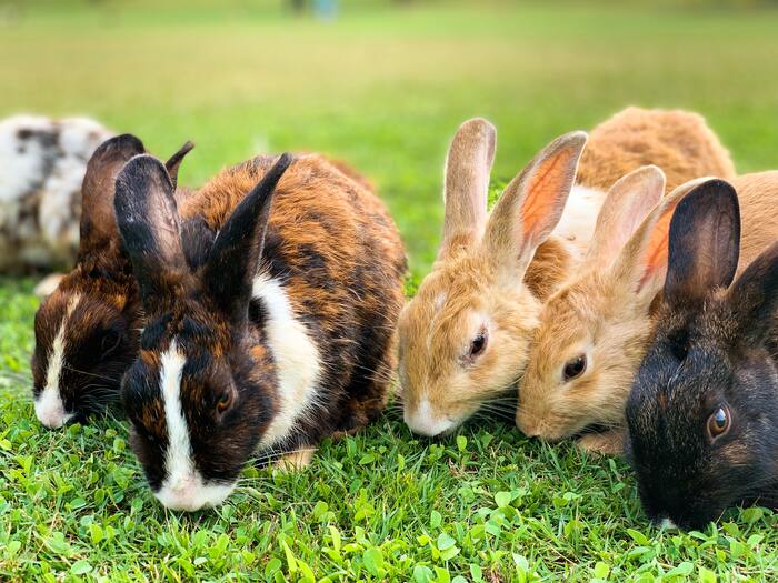 Corny Jokes - group of rabbits