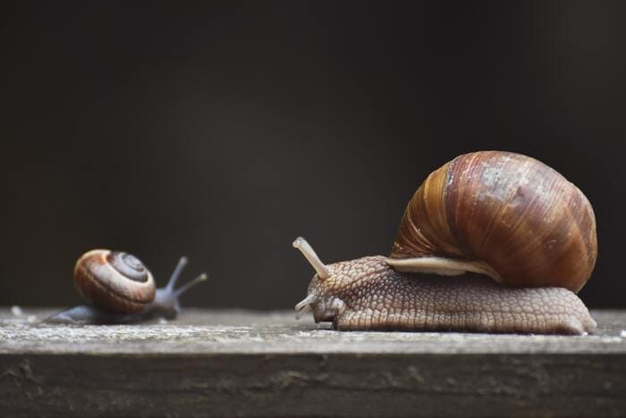 Corny Jokes - two snails