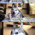 Funny Memes - Pun Dog