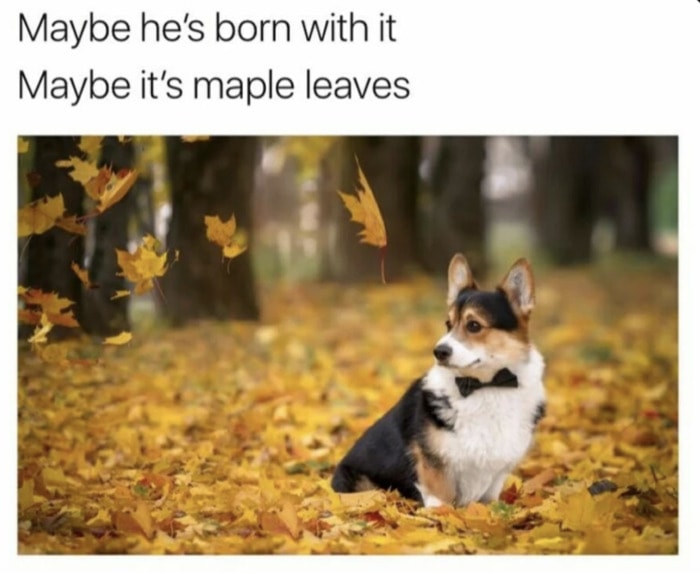 Fall Puns - maple leaves dog